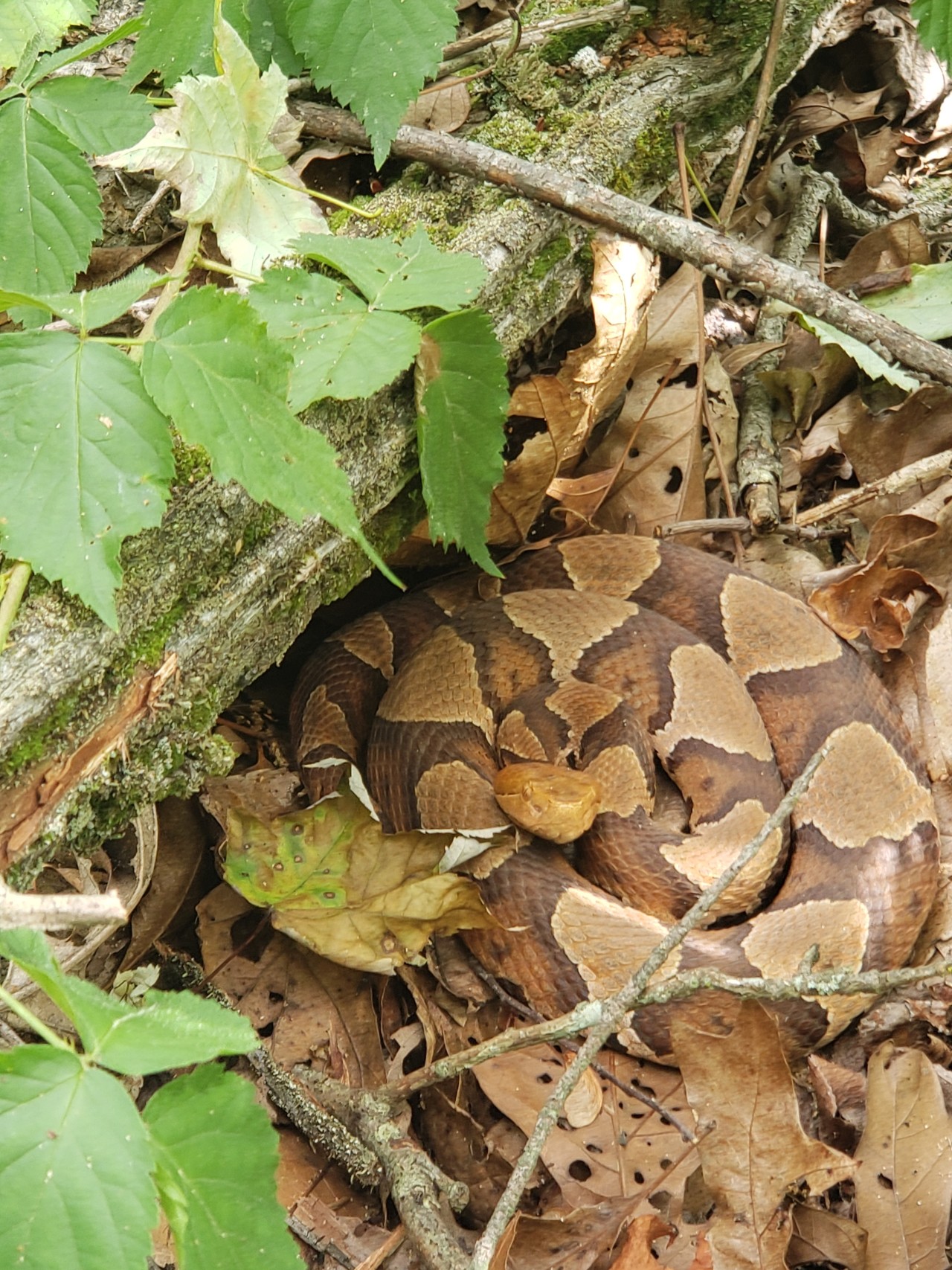 copperhead